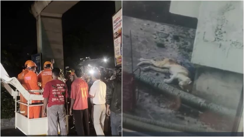Kochi Cat Rescued After 2 Weeks Stranded on Metro Pillar