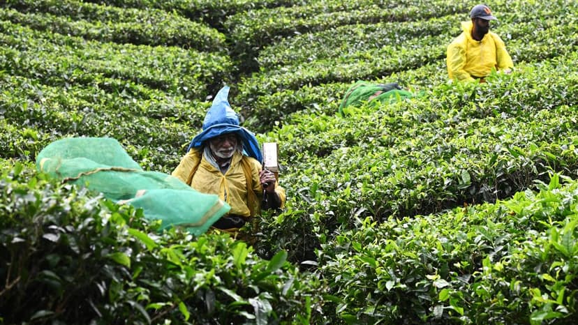 Kochi Tea Market Booms Amid Holiday Cheer