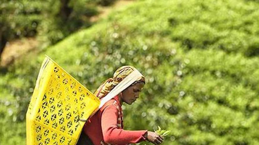 Gulf Tensions Ease, Boosting Kochi Tea Prices