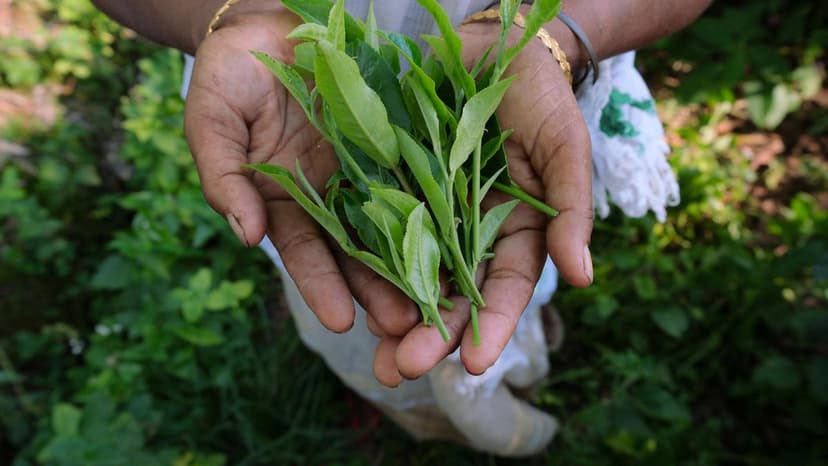 Tea Prices Soar on Cold Snaps & Low Supply