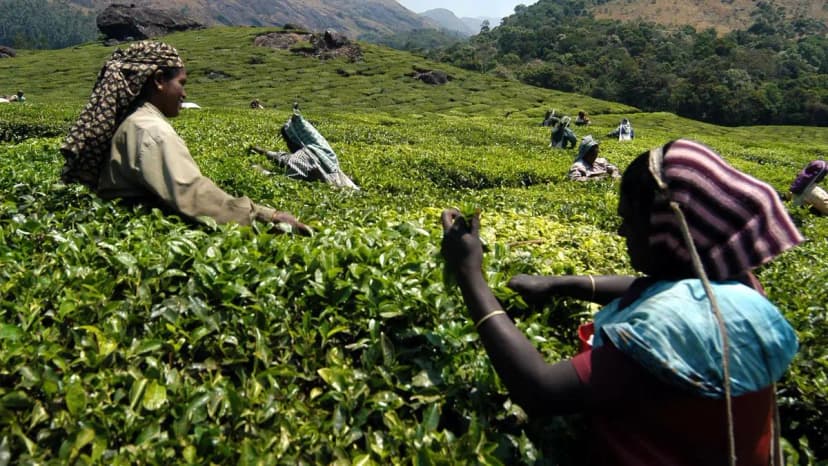 KochiTea Auctions Surge: Russian Buyers Boost Prices