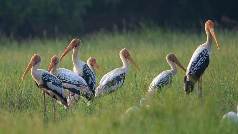 Kollam Bird Count Soars 60%!