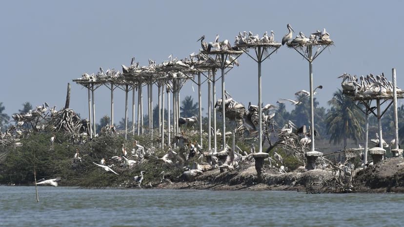 Supreme Court Panel Cites Andhra Pradesh Over Illegal Fish Ponds