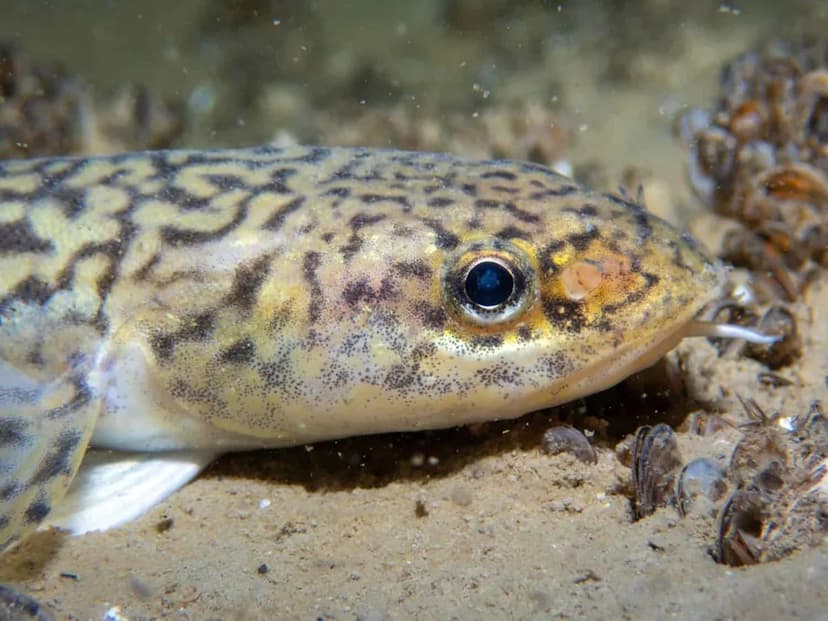 Burbot's Big Comeback: Fishing Season Reopens!