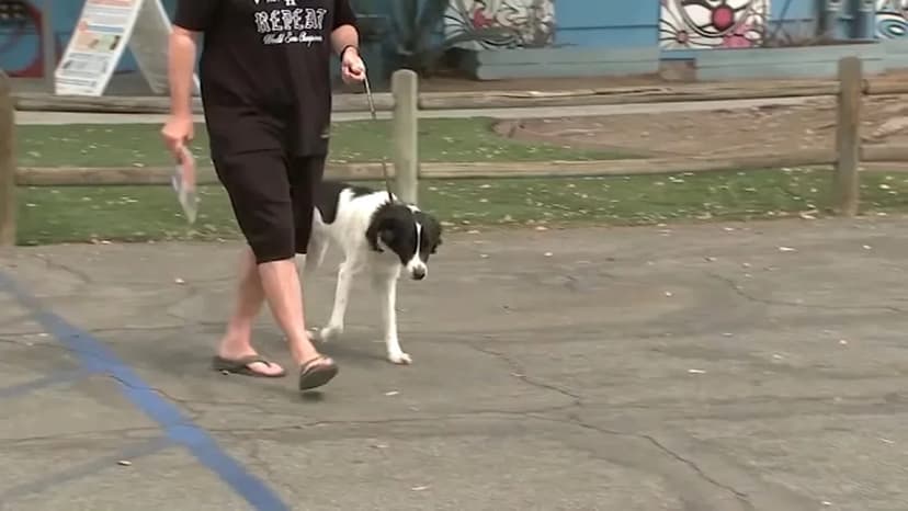 LA Shelters Stress: 300+ Animals Seized in Raid