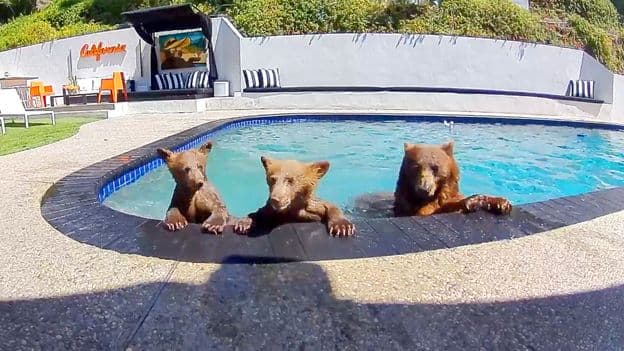 LA Couple's Pool: A Bear Resort