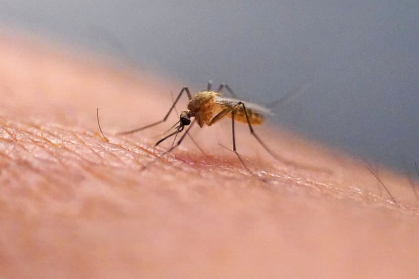 LA Residents Battle Monthslong Mosquito Invasion