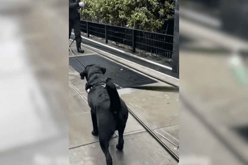 Labrador's Water Obsession Delights TikTok