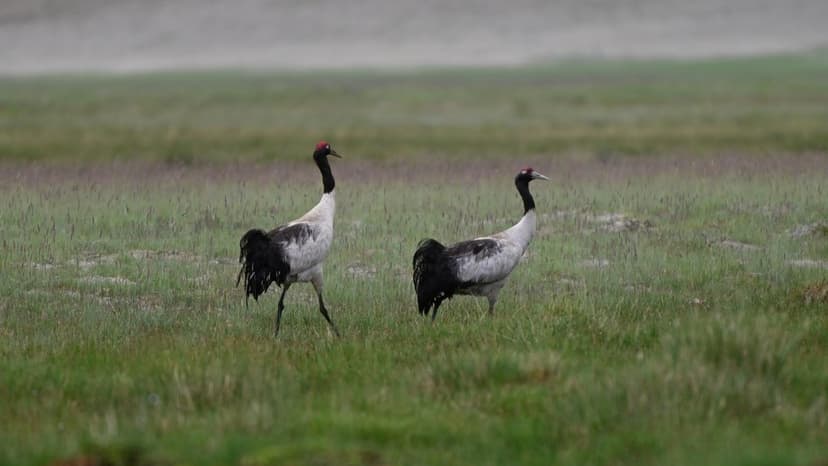 Ladakh's Cranes Saved: 2,950 Dogs Sterilized