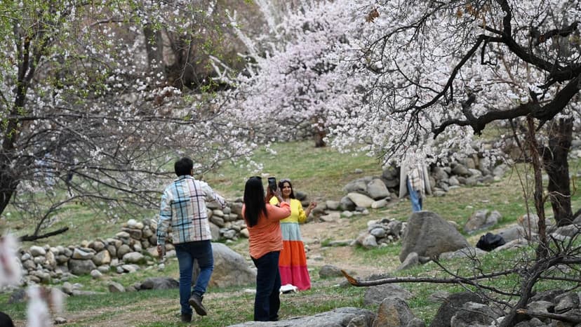 Ladakh Blooms: Apricot Festival Extends Tourist Season