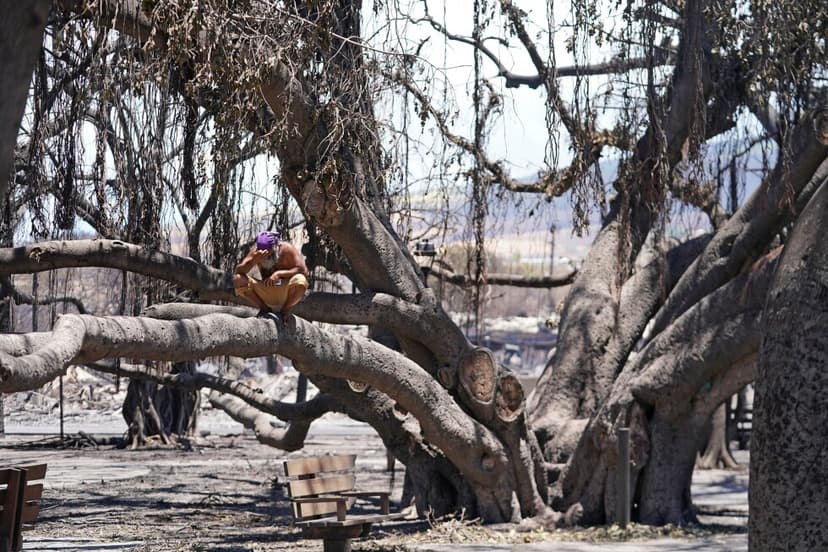 Lahaina Banyan Tree: Hope and Hurdles Post-Wildfire