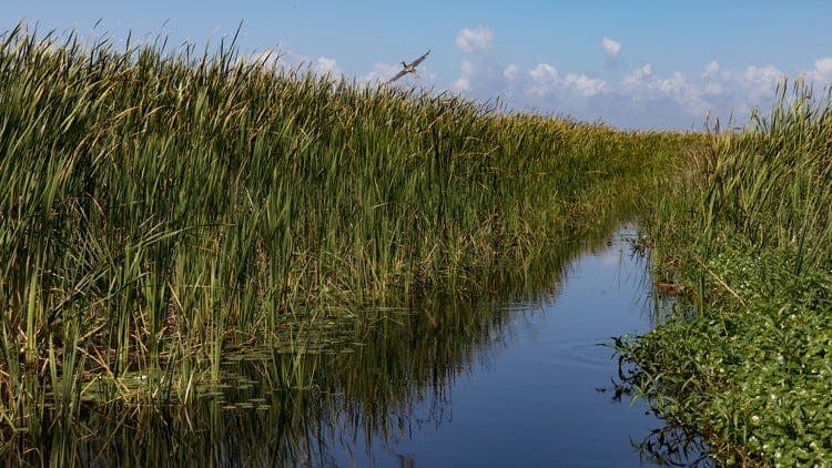 Lake Okeechobee Blooms: Drought Reveals Healthy Ecosystem