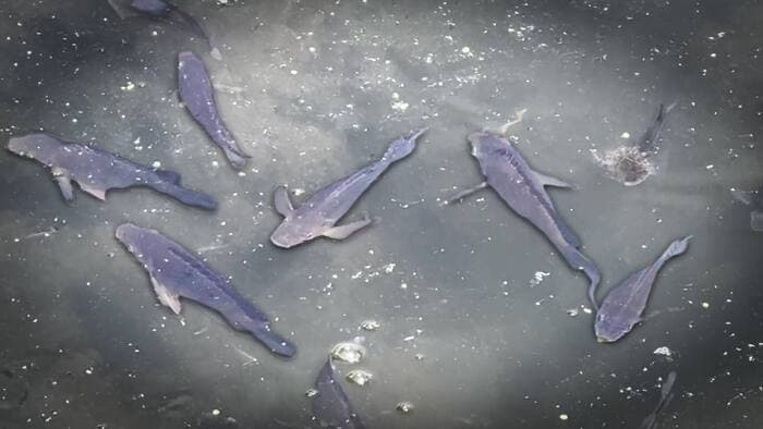 Lake Yale's Phosphorus Plummets: Early Restoration Wins