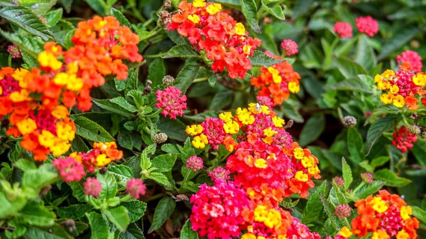 Silent Invasion: The Invasive Lantana's Reign