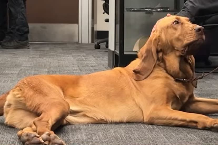 LAPD Bloodhound Coco Finds Missing Hiker After 9 Hours