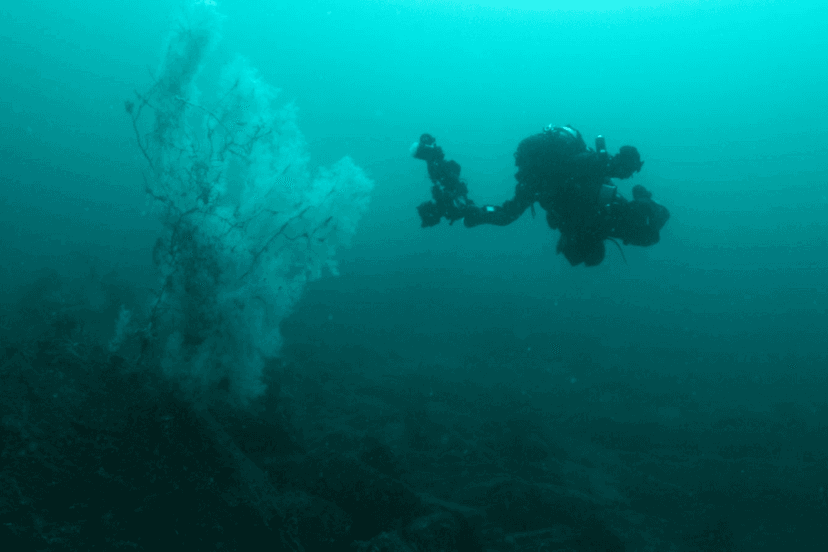 Record-Breaking Black Coral Found in NZ Waters