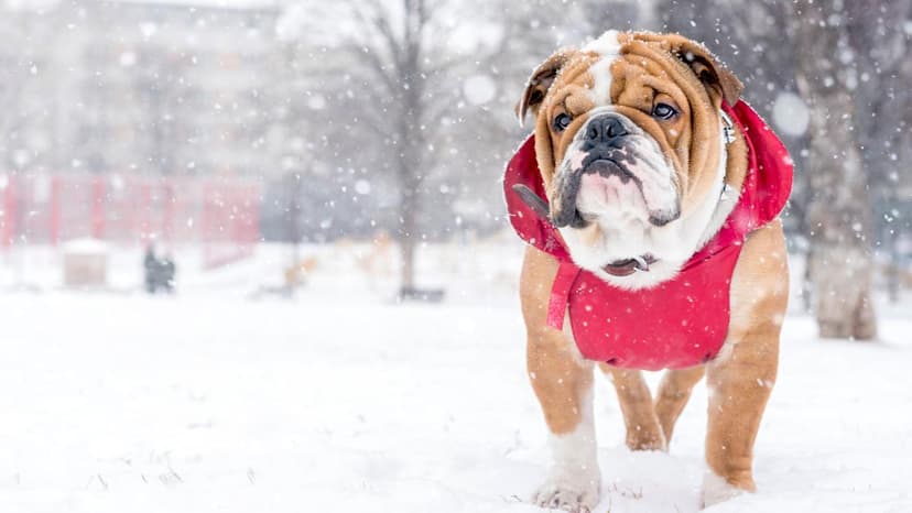Bulldog's First Snow Day is Pure Joy