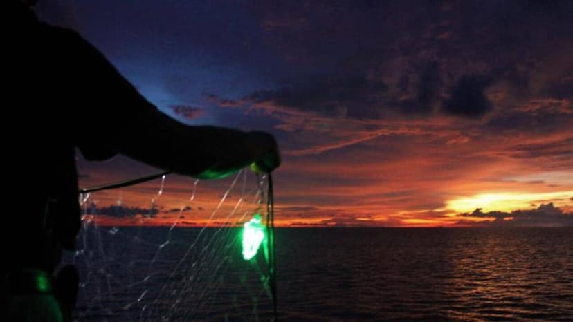 Fishnets Get a Glow-Up: Lights Cut Bycatch Dramatically