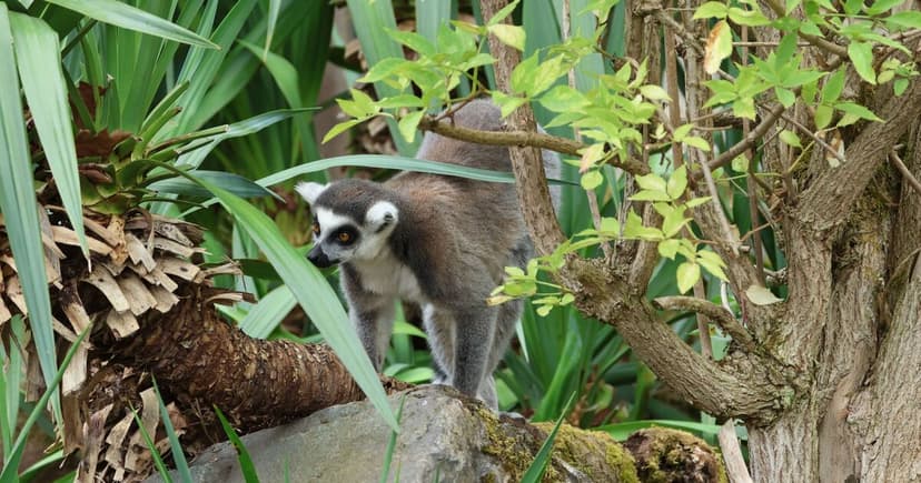 Lemur Extinction Looms: Black Market Meat Trade Threatens Survival