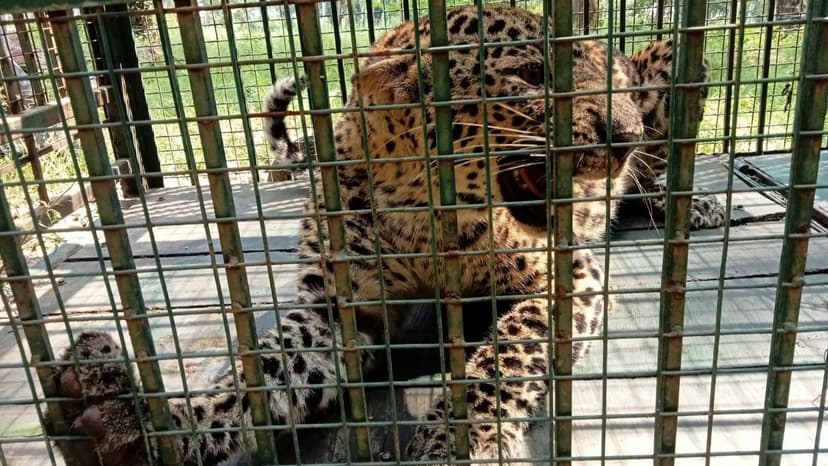 Sugarcane Leopards: UP Villages Live in Fear