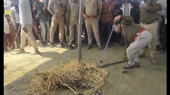 Villagers Capture Attacking Leopard in Dudhwa Buffer Zone