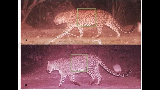 Leopard Roar Returns to Sukhna Wildlife Sanctuary