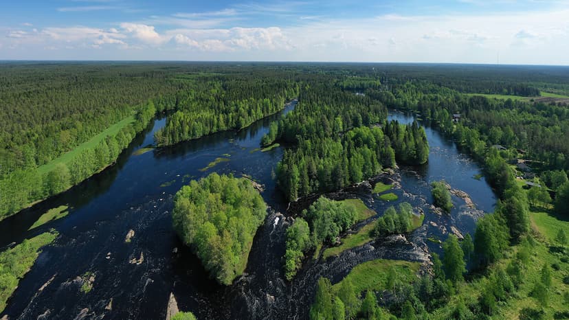 Lichen Art: A Message from Finland's Forests