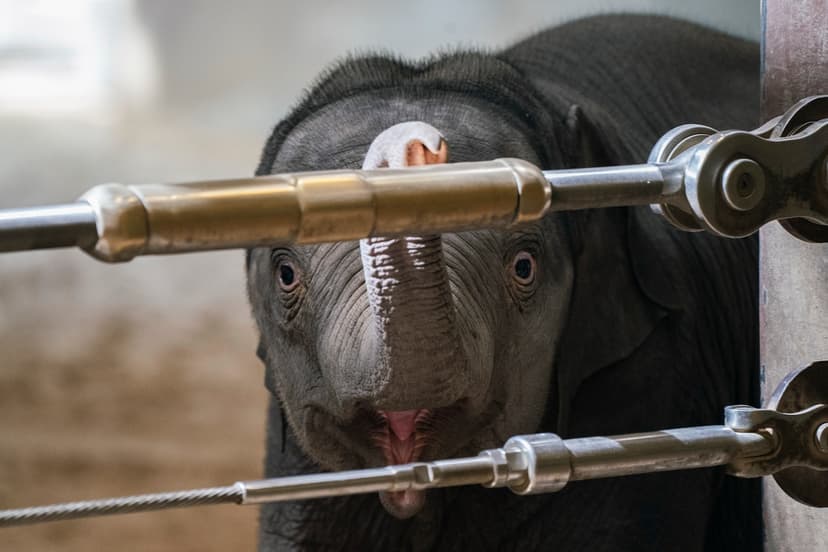 Baby Elephant's Sassy Debut at National Zoo