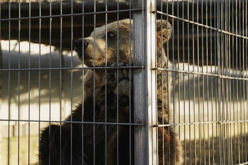 Lion and Bear Rescued from Albanian Estate