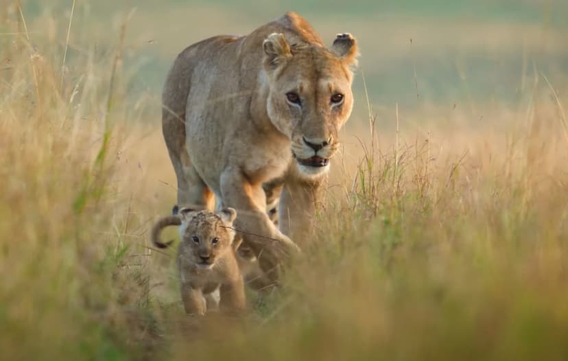 Wild Lion's Life: A Cinematic First