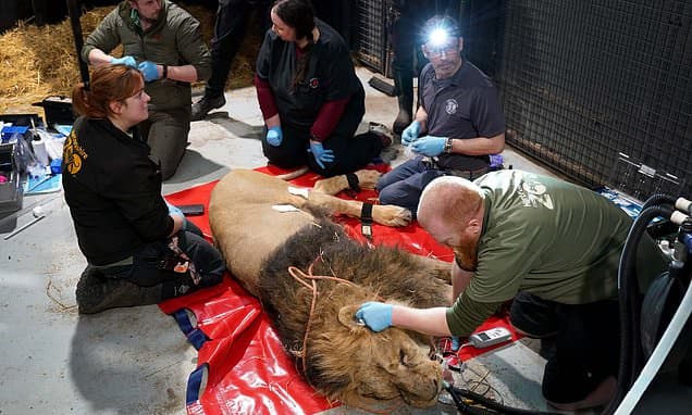 Lion's Fertility Check Aids Endangered Species Program