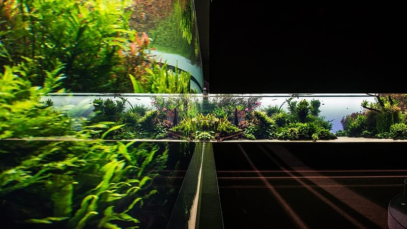 Lisbon Oceanarium's Iconic 'Forests Underwater' Ends
