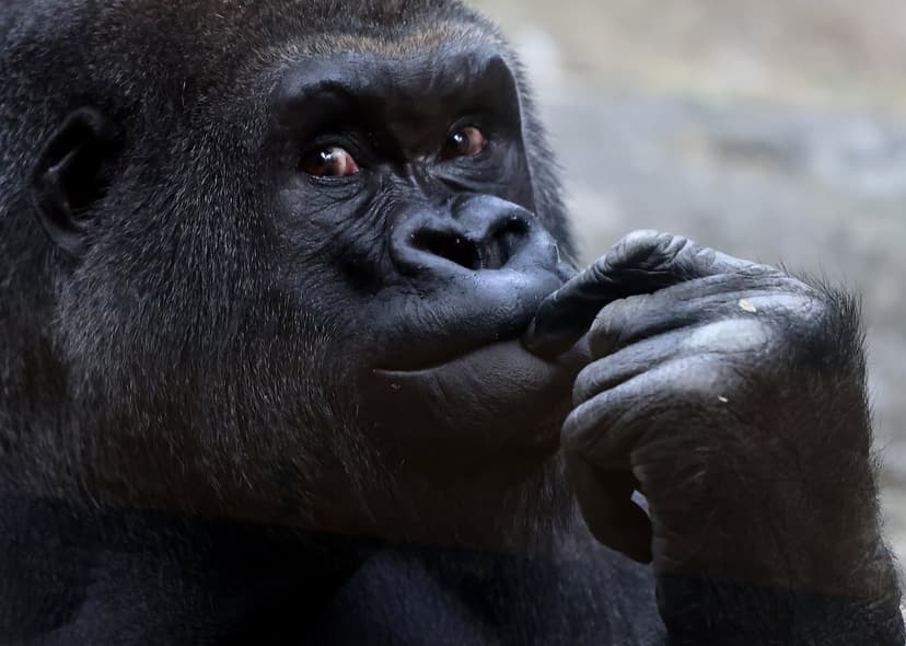 Franklin Park Zoo's Little Joe Leaves for Rare Breeding Mission