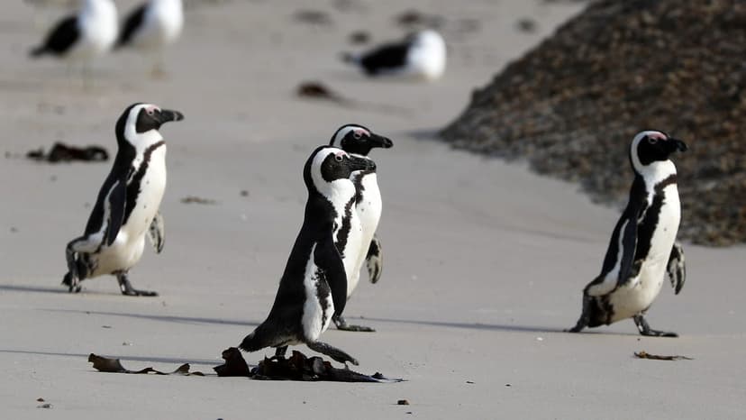 African Penguins: A Live Look at Critically Endangered Birds