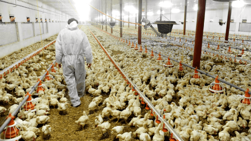 Livestock Surge Threatens Wildlife, Water Resources