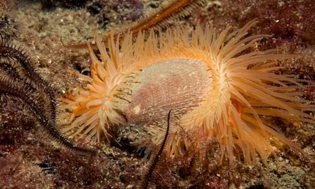 Scottish Loch Flame Shells Stage Remarkable Recovery
