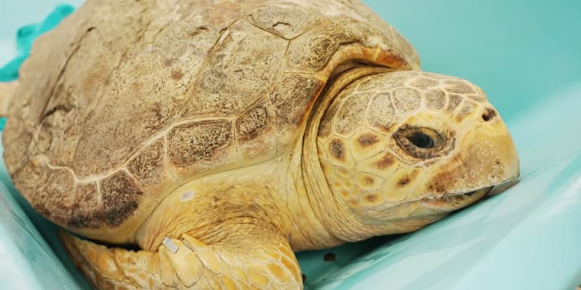 Giant Tumor Removed from Sea Turtle, Now Thriving