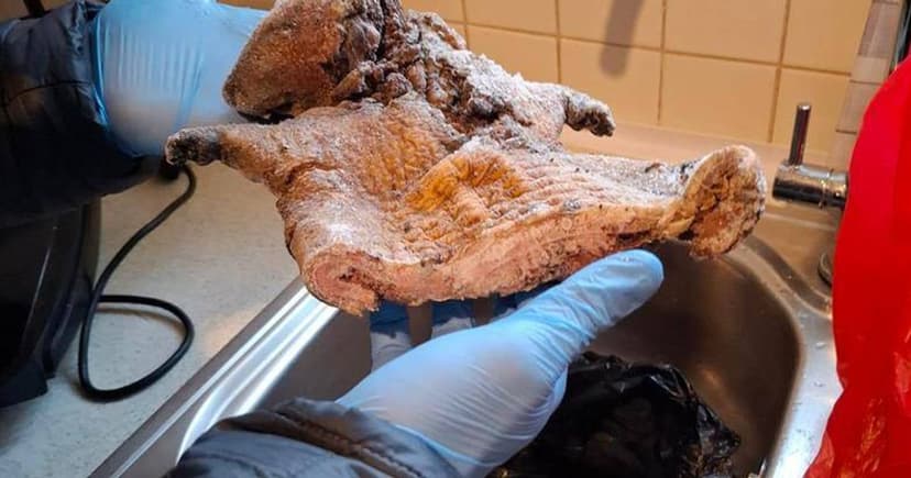 London Police Seize 11kg of Exotic Illegal Meat