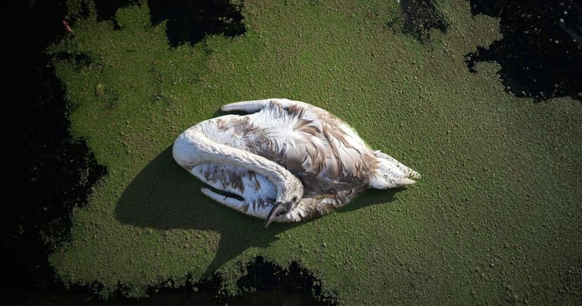 Dozens of Swans Die Mysteriously in London Docks