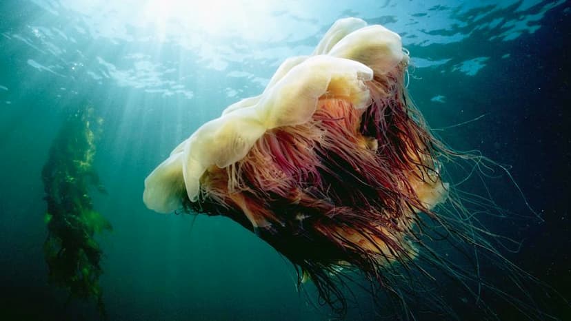 Jellyfish's 120-Foot Tentacles Shock Scientists
