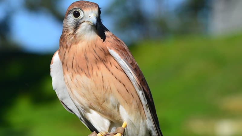 Falcon Flees Lone Pine: Public Urged to Spot Lost Raptor
