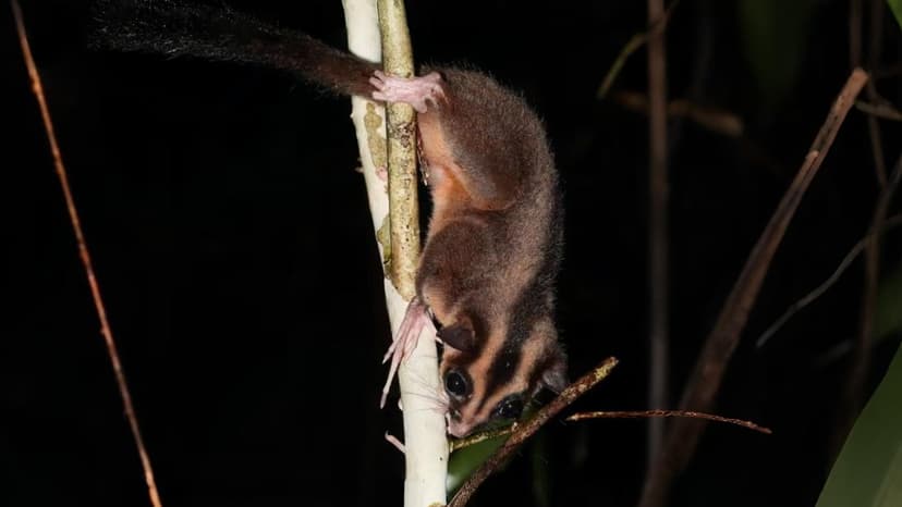 Lost Marsupials Found Alive in New Guinea