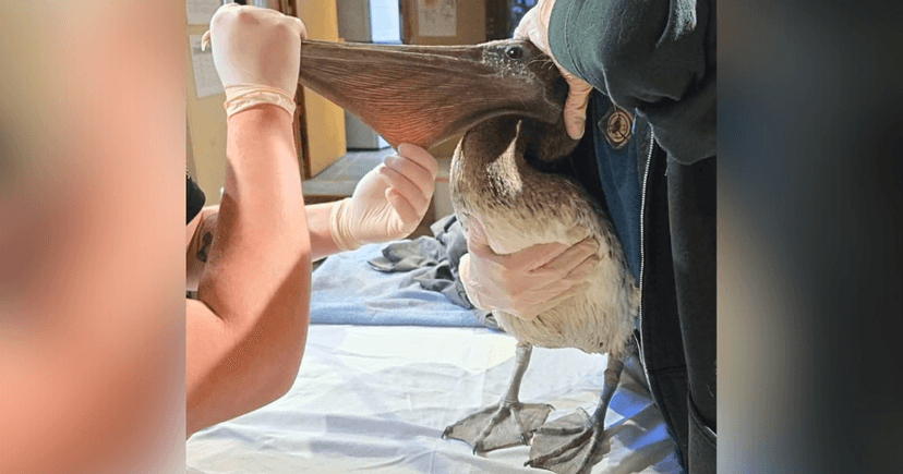 Wayward Pelican's Tragic Journey Ends in Erie