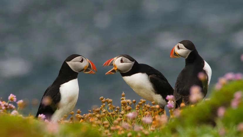 Rat-Free Island Sees Bird Bonanza After 20 Years