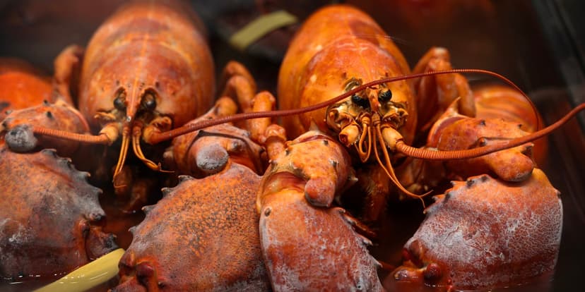 Lobster Heist: $400K Seafood Vanishes in MA