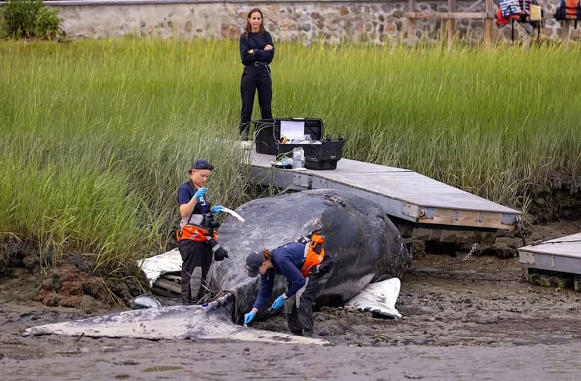 Whale's Tragic End Under MA Dock