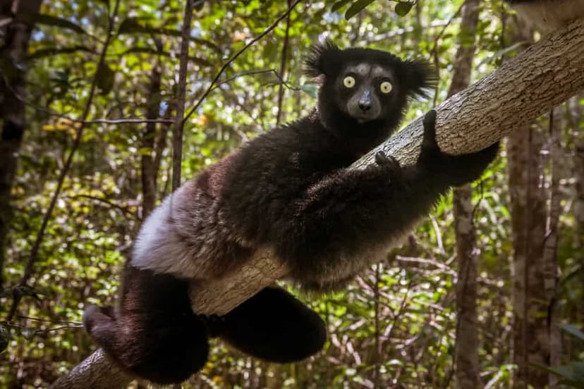 Madagascar's Giant Lemur's Haunting Forest Call