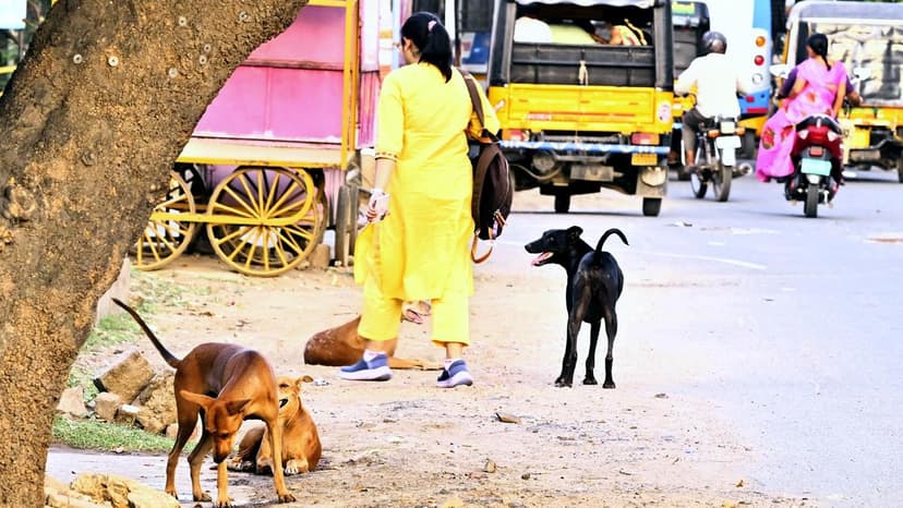 Madurai's Stray Dog Crisis: Safety vs. Animal Welfare