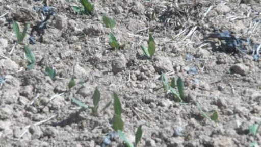 Drought Crisis: Cabinet Sub-Committee Takes Charge