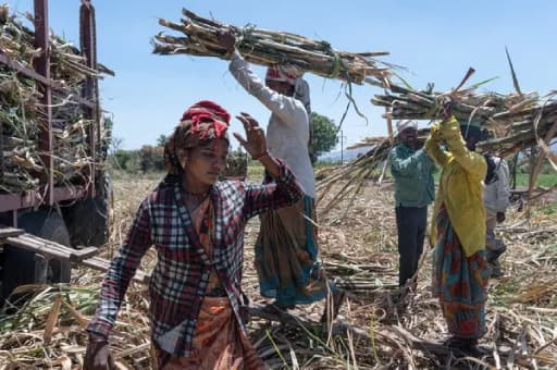 Hysterectomy Probe: Maharashtra Cites Sugarcane Workers